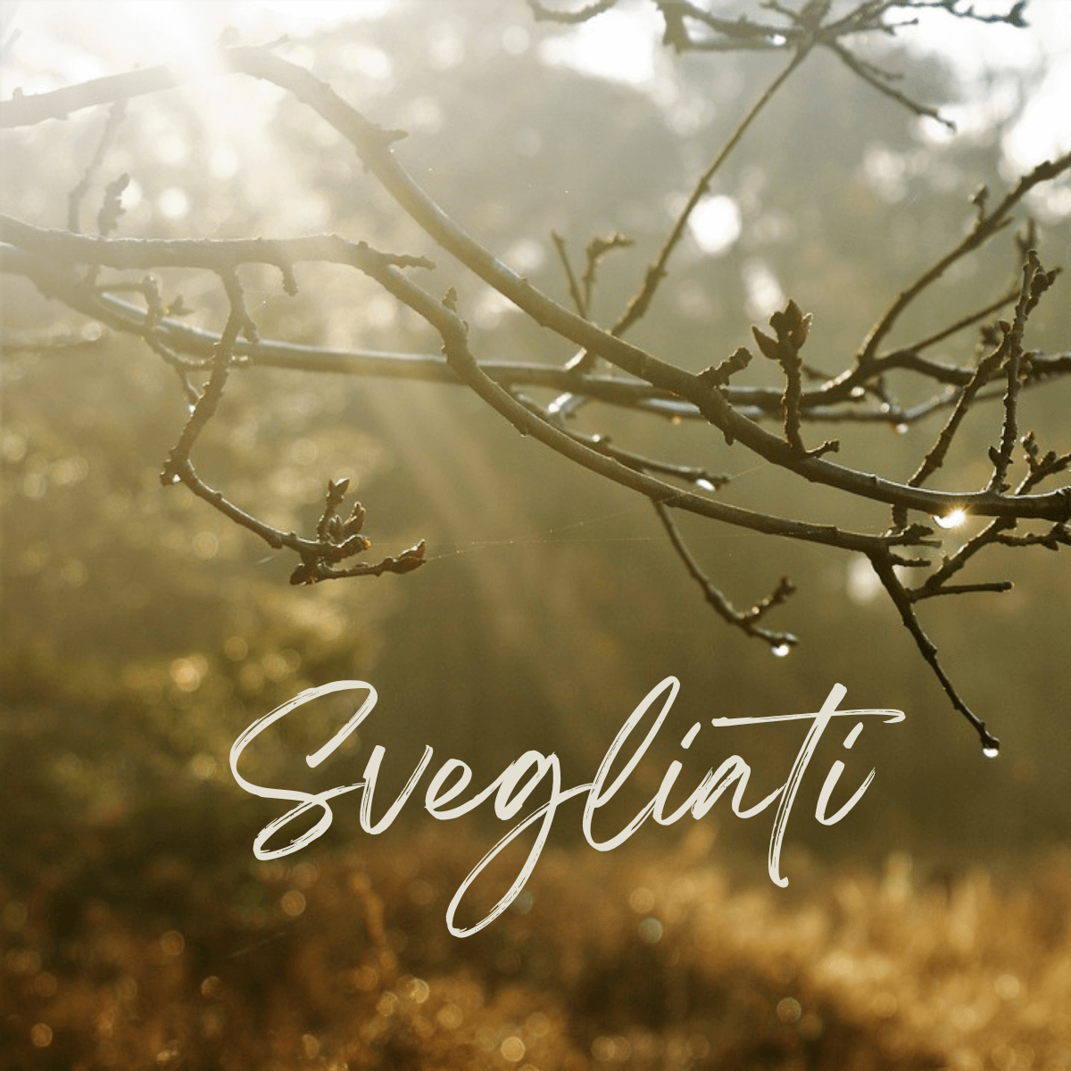 Al momento stai visualizzando Svegliati